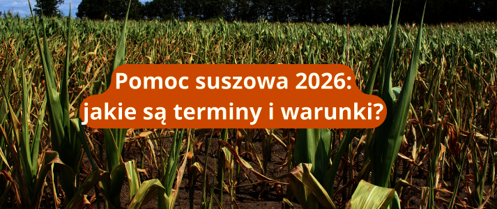 Tło przedstawia wysuszoną kukurydzę. 