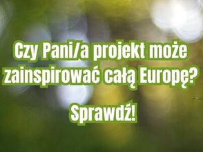 Paprotka w lesie.