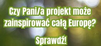 Paprotka w lesie.