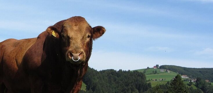 Zdjęcie przedstawia byka