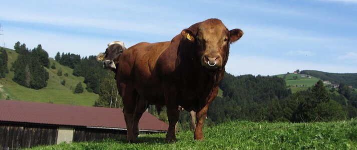 Zdjęcie przedstawia byka