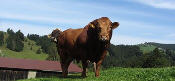 Zdjęcie przedstawia byka.