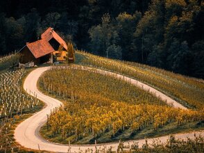 Zdjęcie przedstawia uprawę winorośli