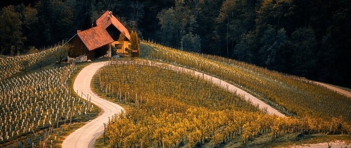 Zdjęcie przedstawia uprawę winorośli