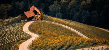 Zdjęcie przedstawia uprawę winorośli