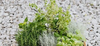 Zdjęcie przedstawia zioła w skrzynce