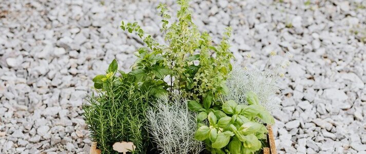 Zdjęcie przedstawia zioła w skrzynce