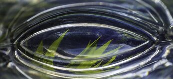 Zdjecie przedstawia roślinę pod wodą.