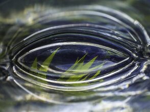 Zdjecie przedstawia roślinę pod wodą.