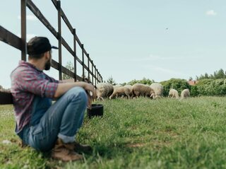 Zdjęcie przedstawia młodego rolnika patrzącego na owce