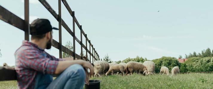 Zdjęcie przedstawia młodego rolnika patrzącego na owce