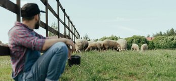 Zdjęcie przedstawia młodego rolnika patrzącego na owce