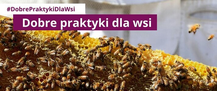 Zdjecie przedstawia pszczoły