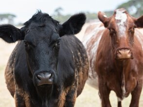 Zdjęcie przedstawia dwie krowy
