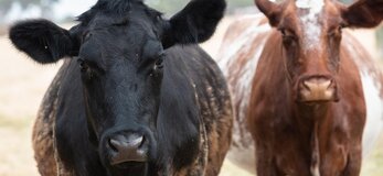 Zdjęcie przedstawia dwie krowy