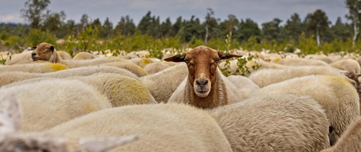 Obrazek przedstawia stado owiec 