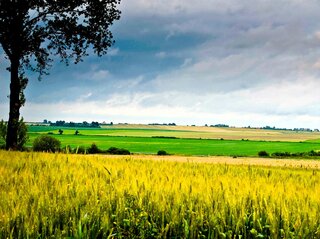 Obrazek przedstawia pole uprawne