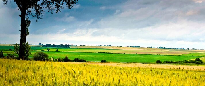 Obrazek przedstawia pole uprawne