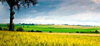 Obrazek przedstawia pole uprawne