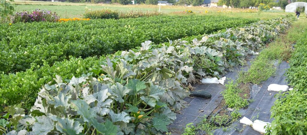 Obrazek przedstawia pole z roślinami