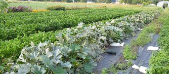 Obrazek przedstawia pole z roślinami