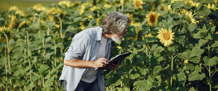 Obrazek przedstawia rolnika na polu słoneczników.