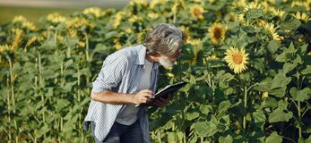 Obrazek przedstawia rolnika na polu słoneczników.