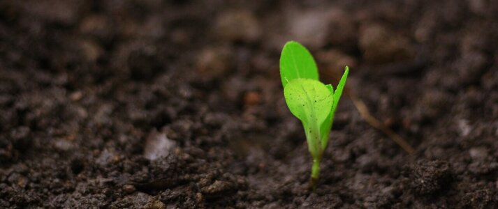 Zdjęcie przedstawia sadzonkę