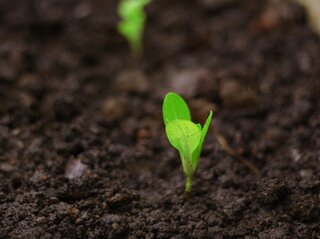 Zdjęcie przedstawia sadzonkę