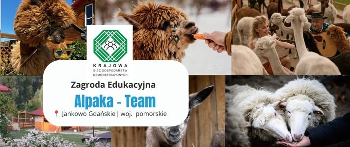 Kolaż zdjęć alpaki z gospodarstwa demonstracyjnego.