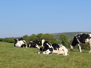 Obrazek przedstaiwa pasące się krowy