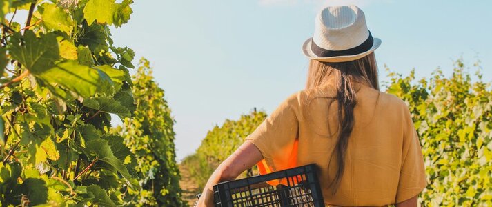 Obrazek przedstawia kobietę rolniczkę w kapuluszu na plantacji winorośli