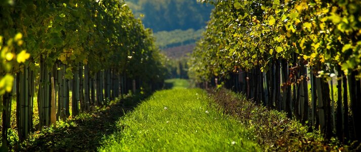 Obrazek przedstawia plantację winorośli.