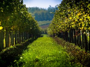 Obrazek przedstawia plantację winorośli.