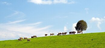 Zdjęcie przedstawia krowy na polu