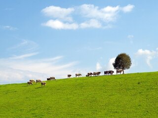Zdjęcie przedstawia krowy na polu