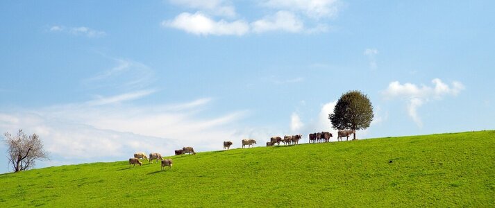 Zdjęcie przedstawia krowy na polu