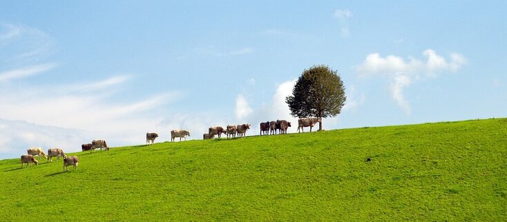 Zdjęcie przedstawia krowy na pastwisku