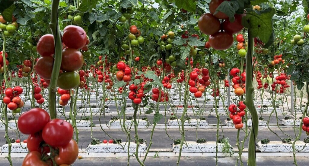 Obrazek przedstawia szklarnię pomidorów.
