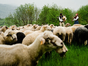 Zdjęcie przedstawia owce, górala oraz góralkę grającą na instrumentach
