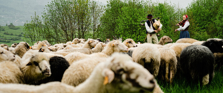 Zdjęcie przedstawia owce, górala oraz góralkę grającą na instrumentach