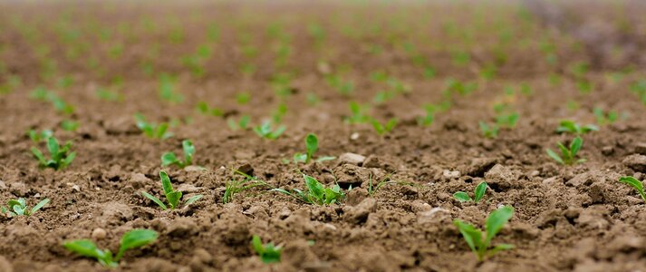 Zdjęcie przedstawia kiełkujące rośliny na polu
