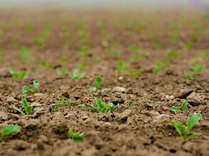 Zdjęcie przedstawia kiełkujące rośliny na polu