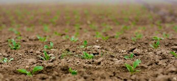 Zdjęcie przedstawia kiełkujące rośliny na polu