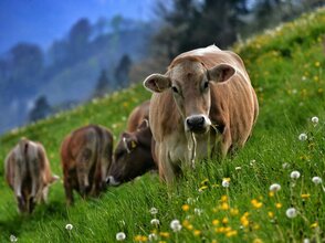 Zdjęcie przedstawia bydło mięsne na pastwisku