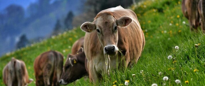 Zdjęcie przedstawia bydło mięsne na pastwisku.