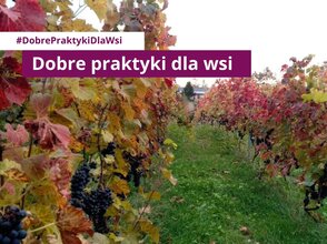 Obrazek przedstawia winnicę. Na zdjęciu jest napis Dobre praktyki dla wsi oraz #DobrePraktykiDlaWs