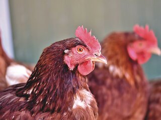 Zdjęcie przedstawia kurę