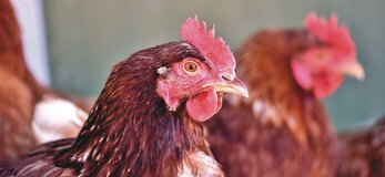 Zdjęcie przedstawia kurę