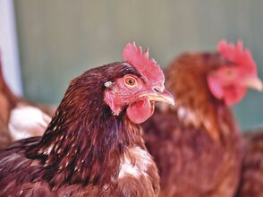 Zdjęcie przedstawia kurę